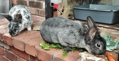 rabbit bunny lapin